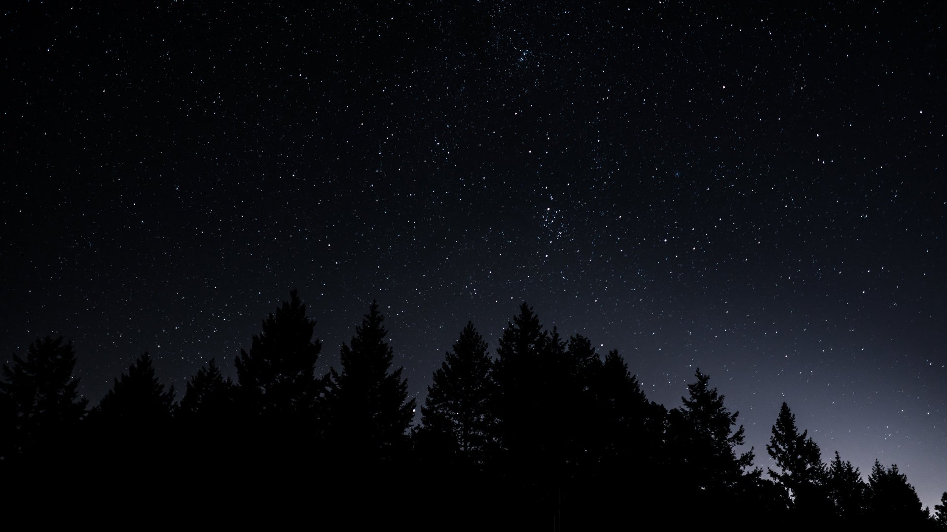 Silhoutte eines Tannenwaldes vor sternenübersätem Nachthimmel