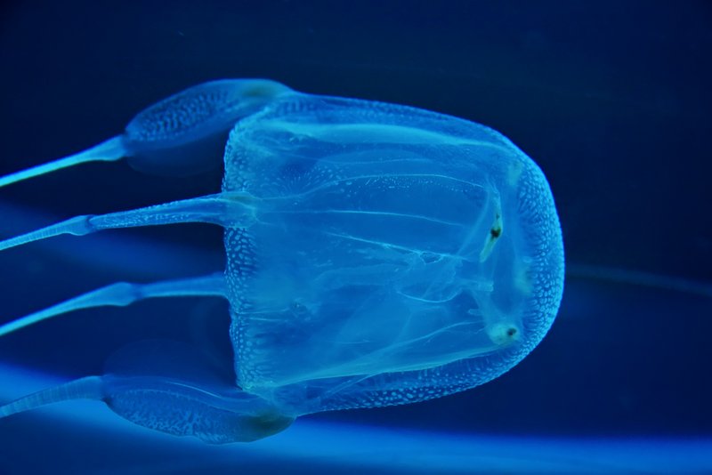 Une méduse-boîte très venimeuse