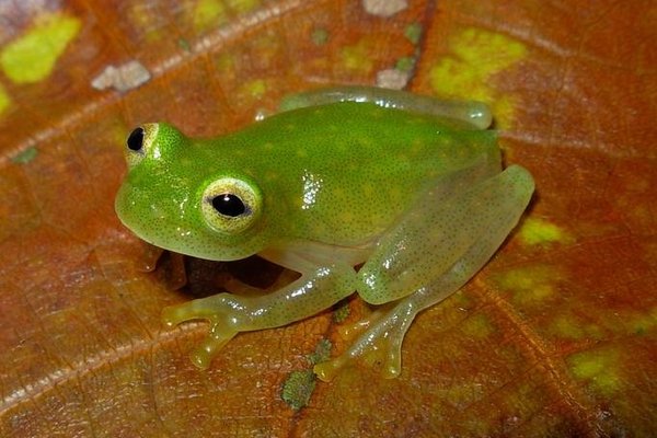 Glasfrosch auf braun-grünem Blatt