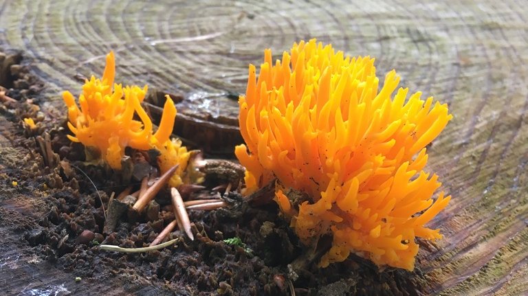 Oranger, korallenförmiger Pilz auf einem Holzstück
