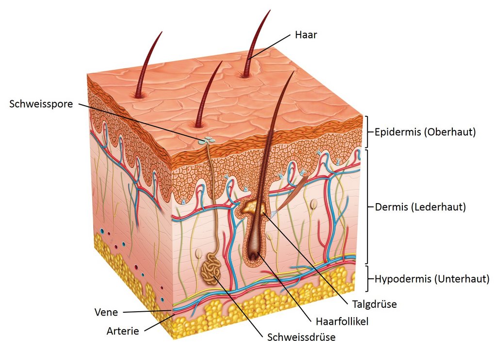 Schema der Hautschichten