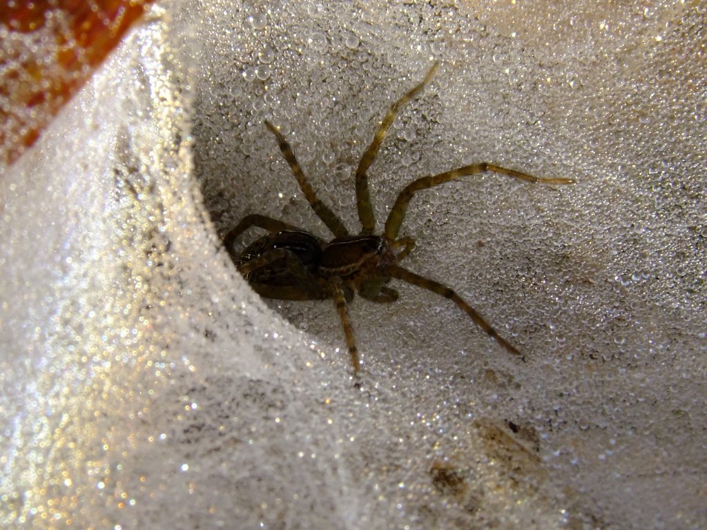 Trichternetz einer Spinne