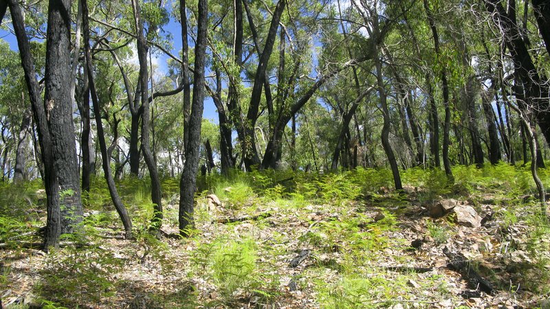 Bereits ein Jahr nach einem Buschbrand ist der Boden bedeckt mit jungen Eukalyptuspflanzen