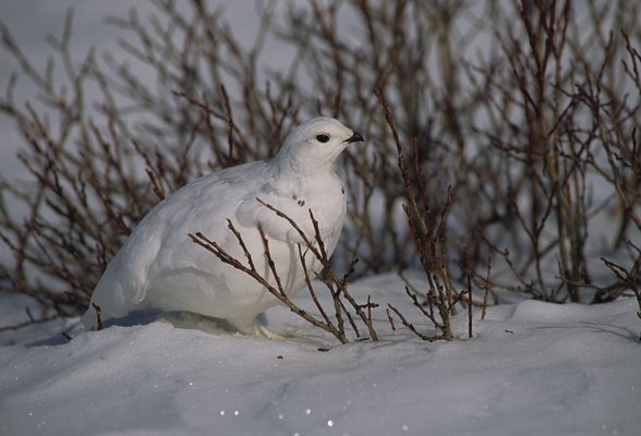 Un lagopède alpin avec son plumage blanc d'hiver