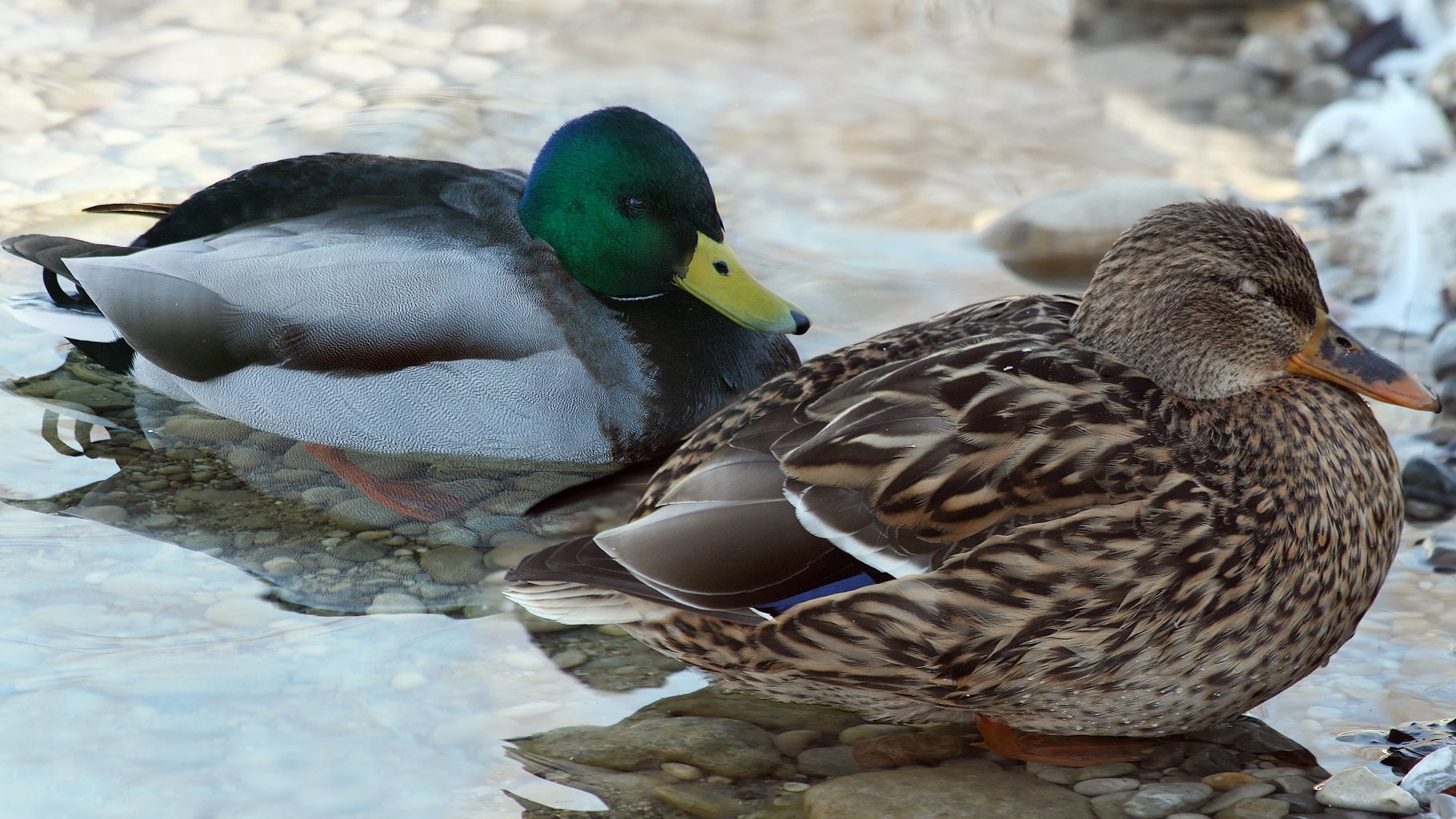Couple de canards colvert se reposant au bord de l'eau