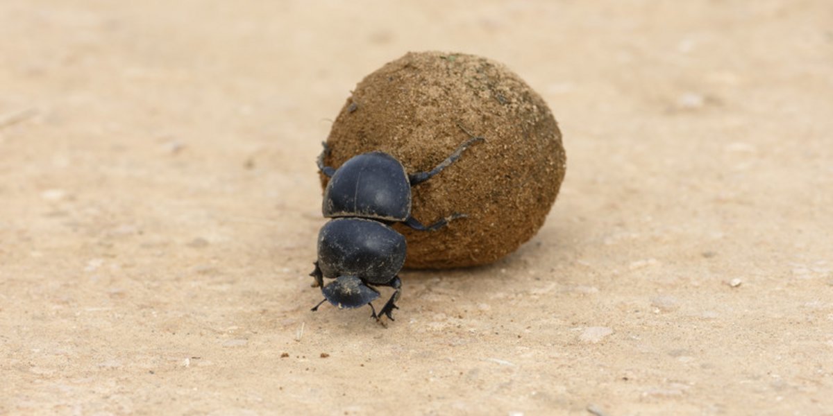 Ein Mistkäfer rollt eine Kugel Dung