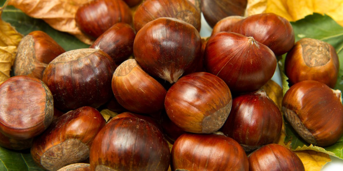 Kastanien fallen im Herbst zuhauf von den Bäumen