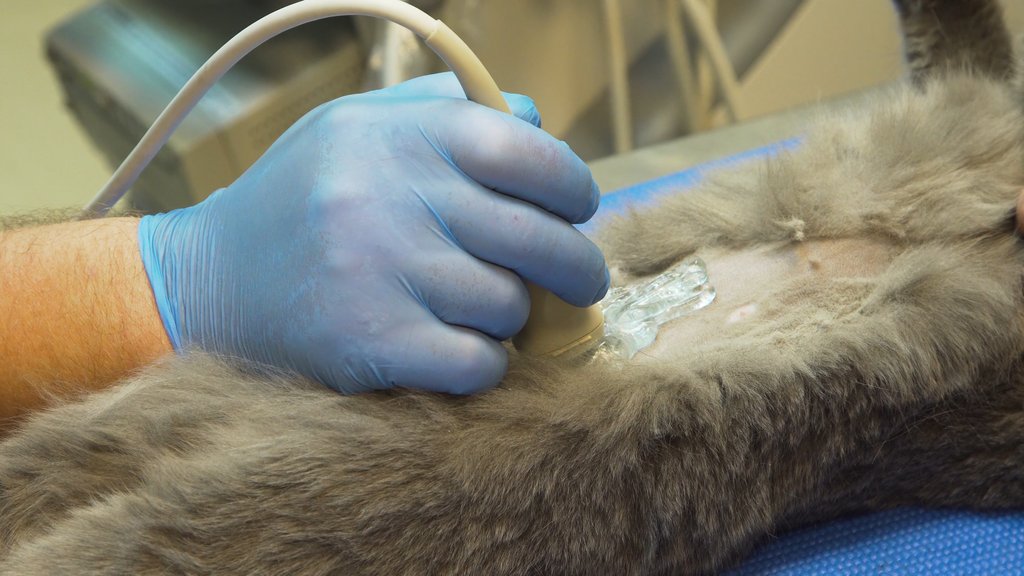 Ultraschalluntersuchung einer Katze