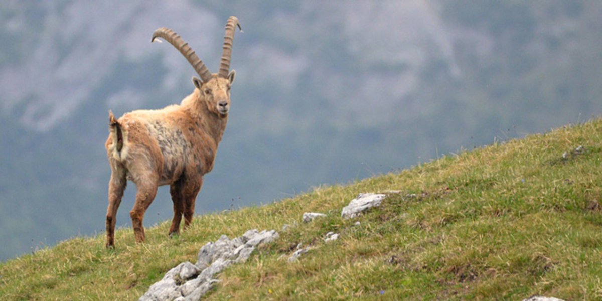 Un bouquetin dans les Alpes