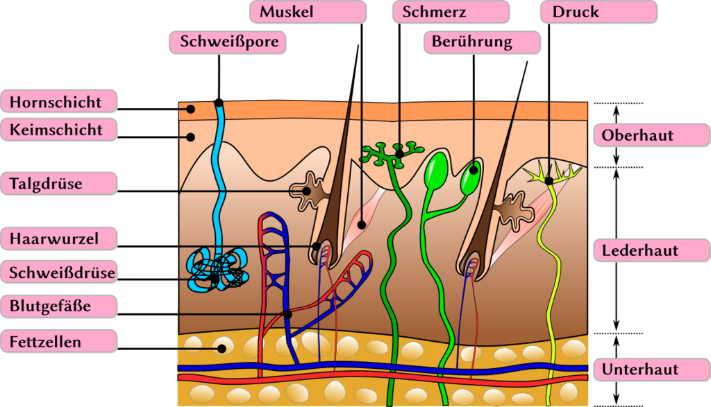 Schemazeichnung des Aufbaus der Haut mit Beschriftung