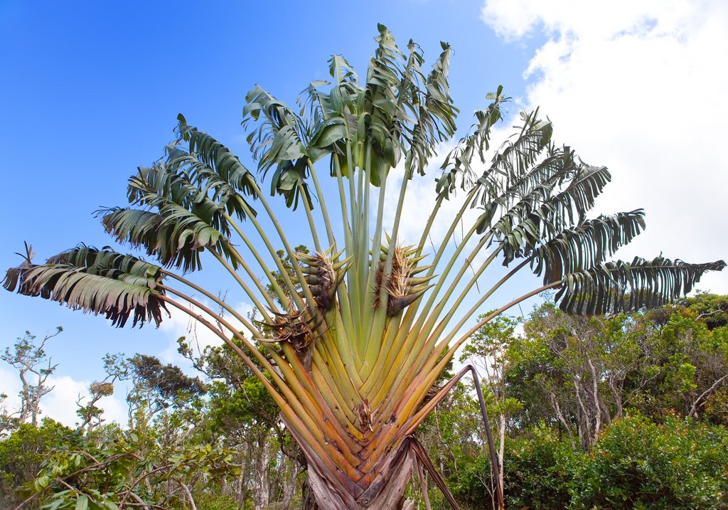 L'arbre du voyageur que l'on trouve à Madagascar