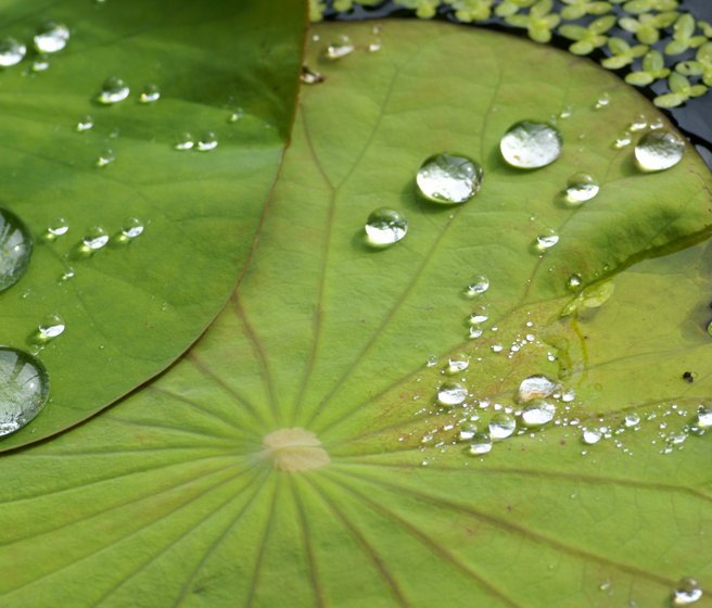 une feuille de lotus