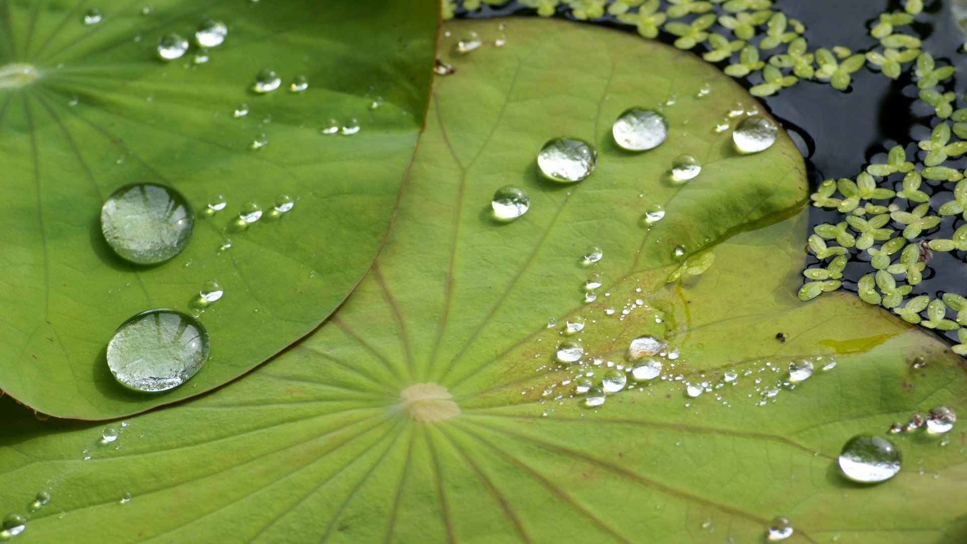  une feuille de lotus 