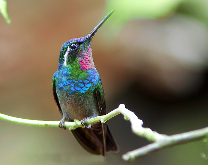 Kolibri-Federn in erstaunlichen Schimmerfarben.