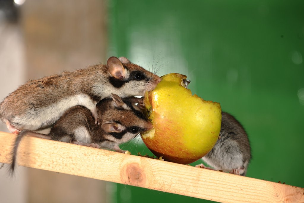 Lérots mangeant une pomme