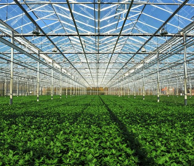 Une serre en verre avec des plantations