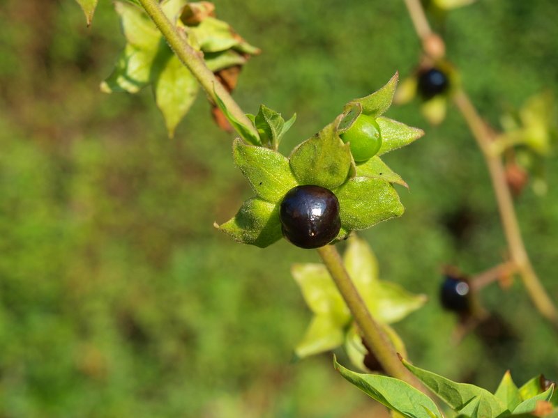 Bereits drei bis vier Beeren der Tollkirsche können für ein Kind tödlich sein