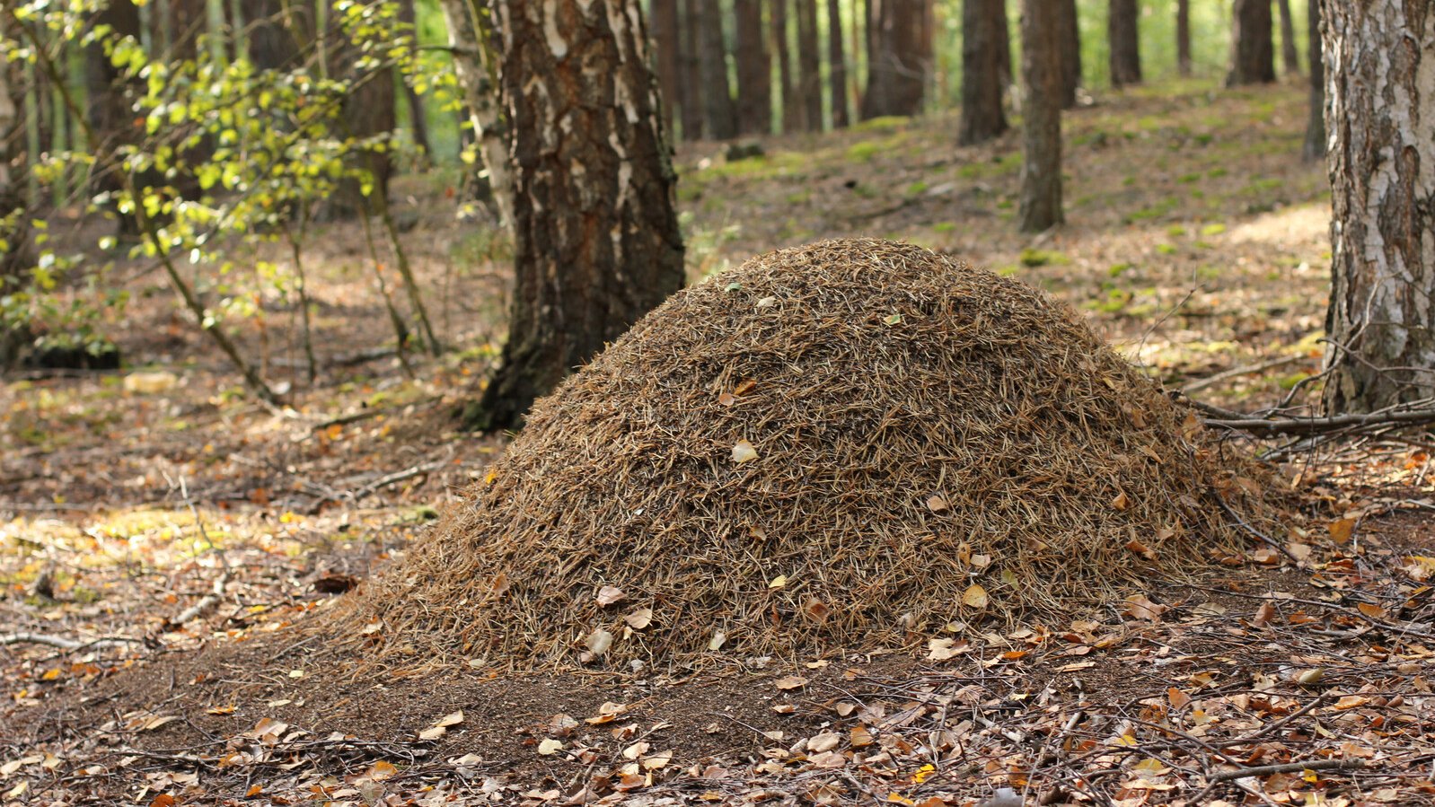 Ce monticule d'aiguilles de sapin est en réalité une fourmilière des bois