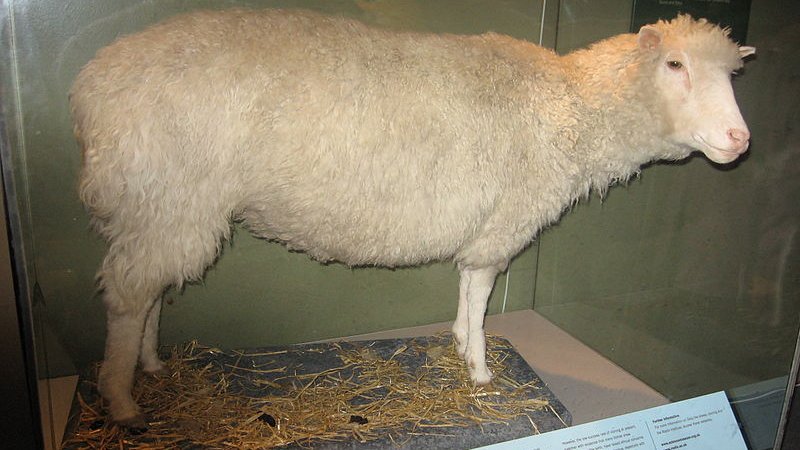 Dolly das Schaf war das erste geklonte Tier.