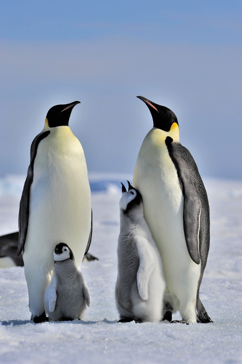 Kaiserpinguine mit Jungen