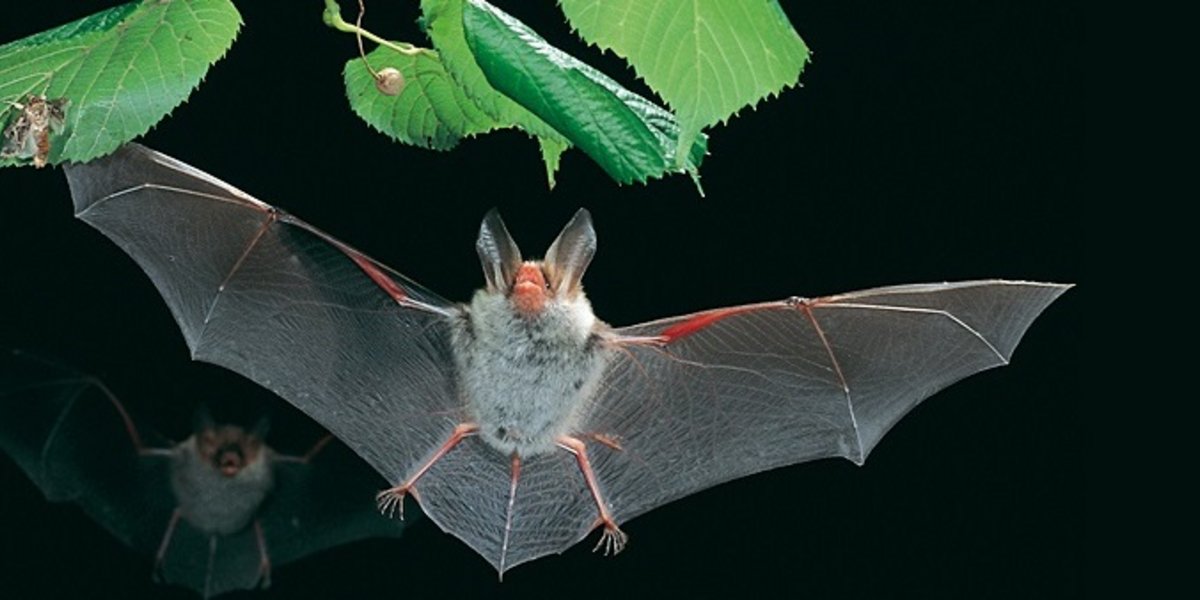 Murin de Bechstein, une chauve-souris que l'on trouve en Suisse