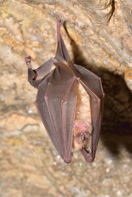 Fledermaus, schlafend in einer Höhle hängend