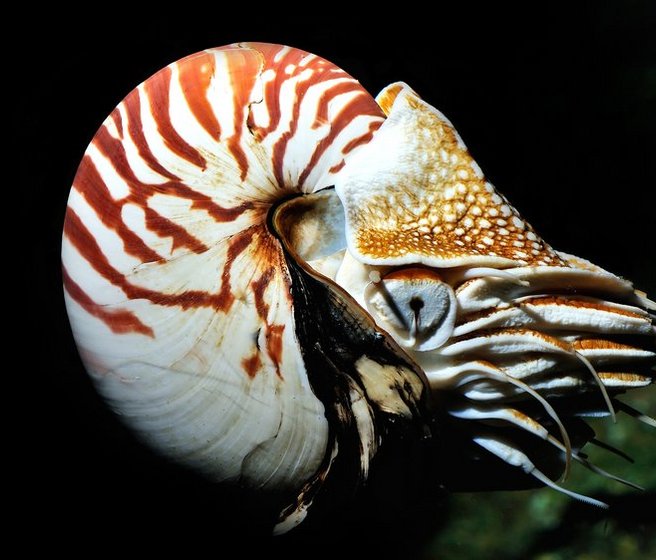 Un nautile