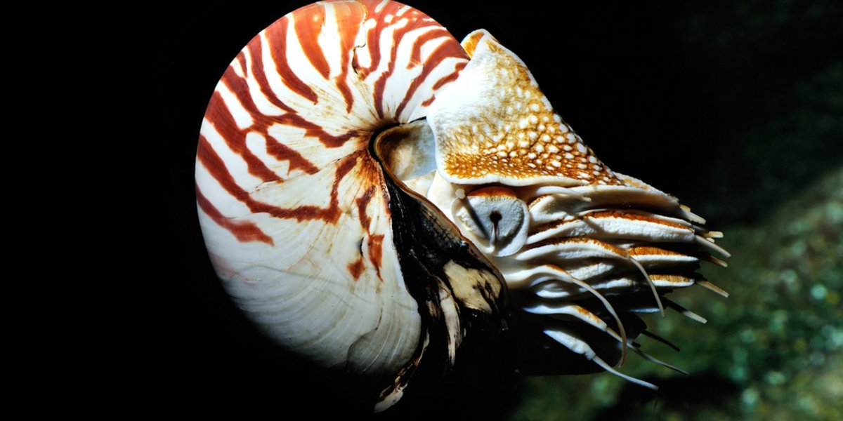 Der Nautilus &#40;Perlboot&#41; gilt als lebendes Fossil