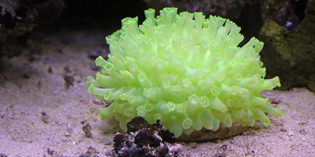 La phosphorescence existe également chez les animaux, comme ce corail