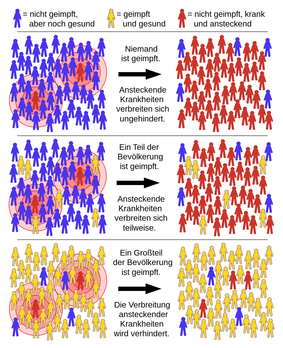 Schema, das zeigt, wie die Entwicklung einer Herdenimmunität die Ausbreitung der Krankheit stoppt