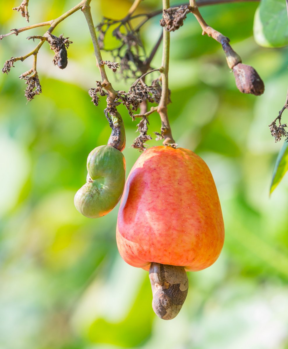 Noix de cajou sur une pomme cajou