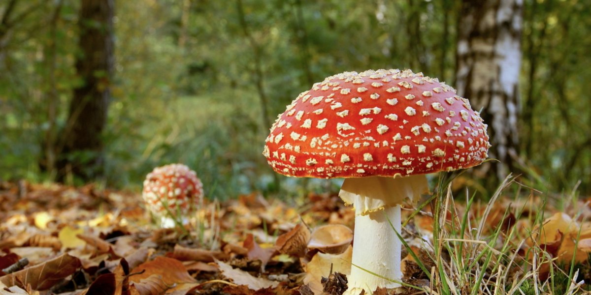 Der Fliegenpilz ist wohl der bekannteste Giftpilz