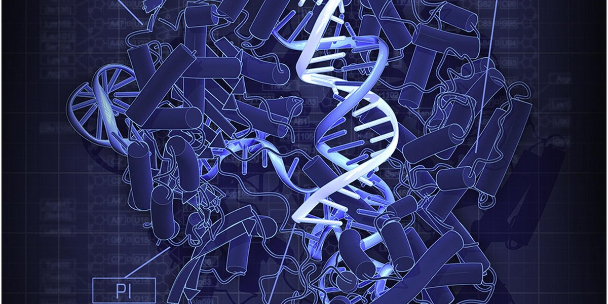 Schéma: structure cristalline de Cas9 dans le complexe avec l’ARN guide simple brin et l'ADN cible