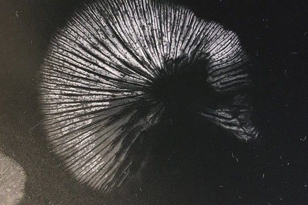 Weisser Sporenabdruck auf schwarzem Papier