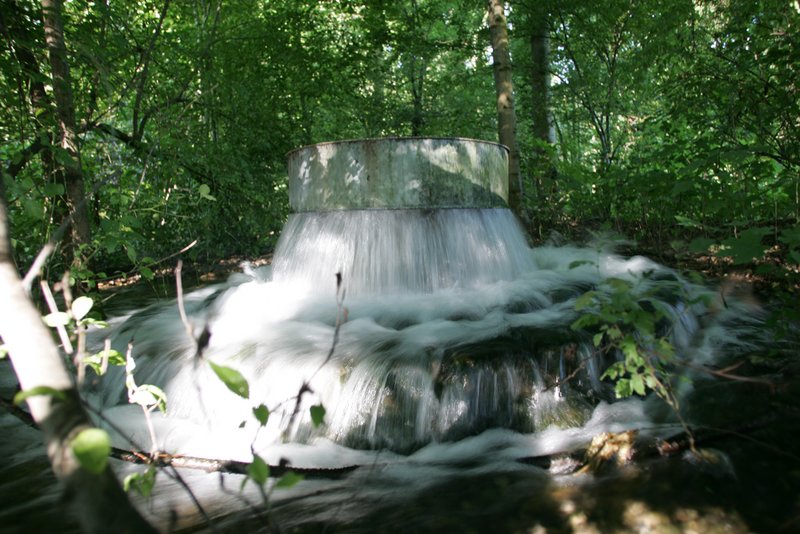 Bei den Wässerstellen versickert das Rheinwasser im Waldboden