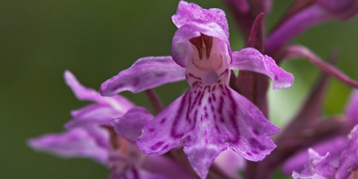 On trouve cette espèce d'orchidée en milieu alpin