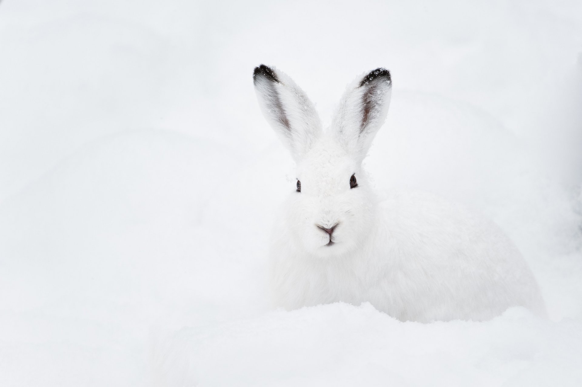 Lepre bianca nella neve