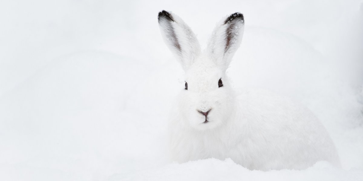 Schneehase im Schnee