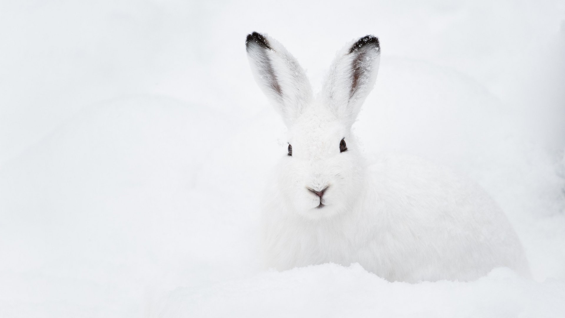 Lièvre variable avec son pelage blanc dans la neige