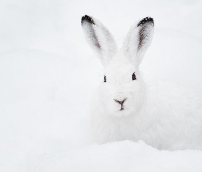 Un lièvre variable en hiver peut se cacher dans la neige grâce à son pelage blanc