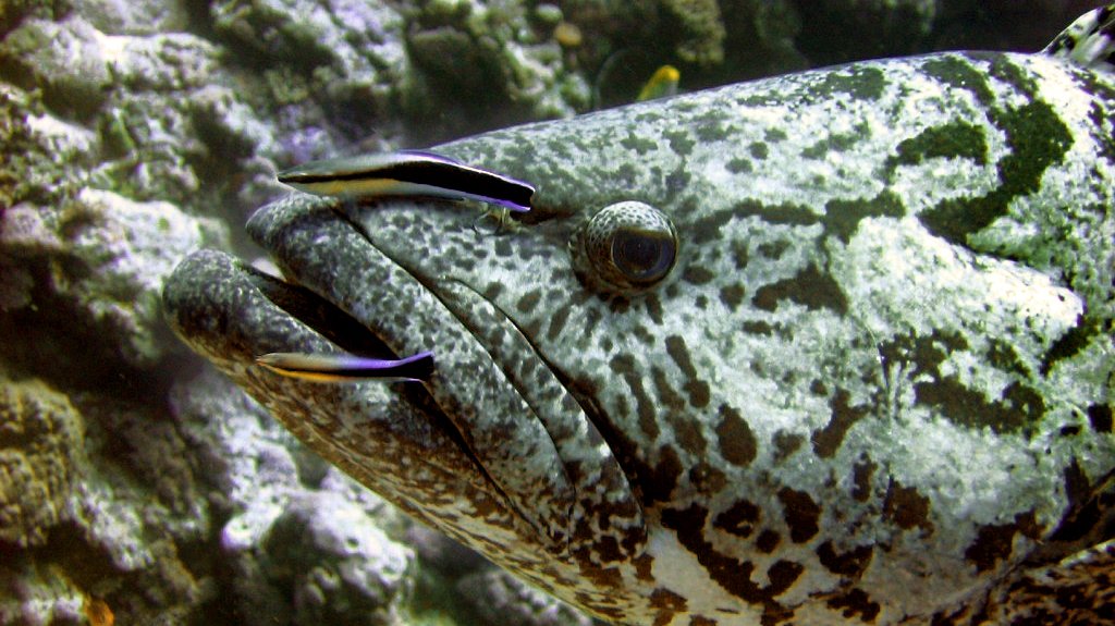 Putzerfische und Zackenbarsch
