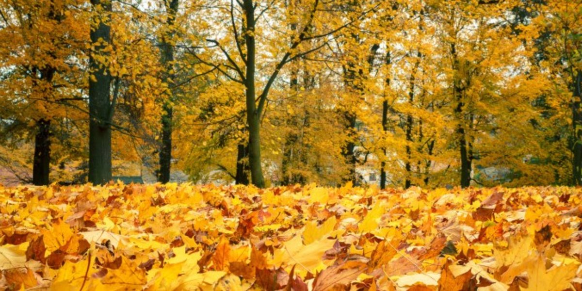 paysage d'automne
