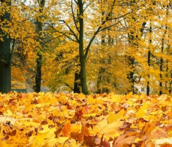 Forêt en automne avec un tapis de feuilles orangées
