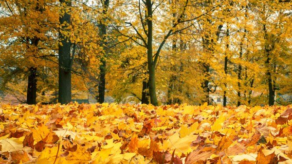 SimplyScience: Wieso fallen im Herbst die Blätter von den Bäumen?