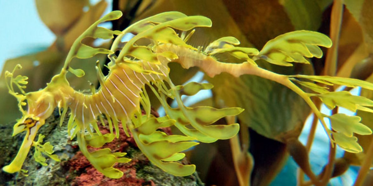 Le camouflage très réussi de l'hippocampe «feuille»