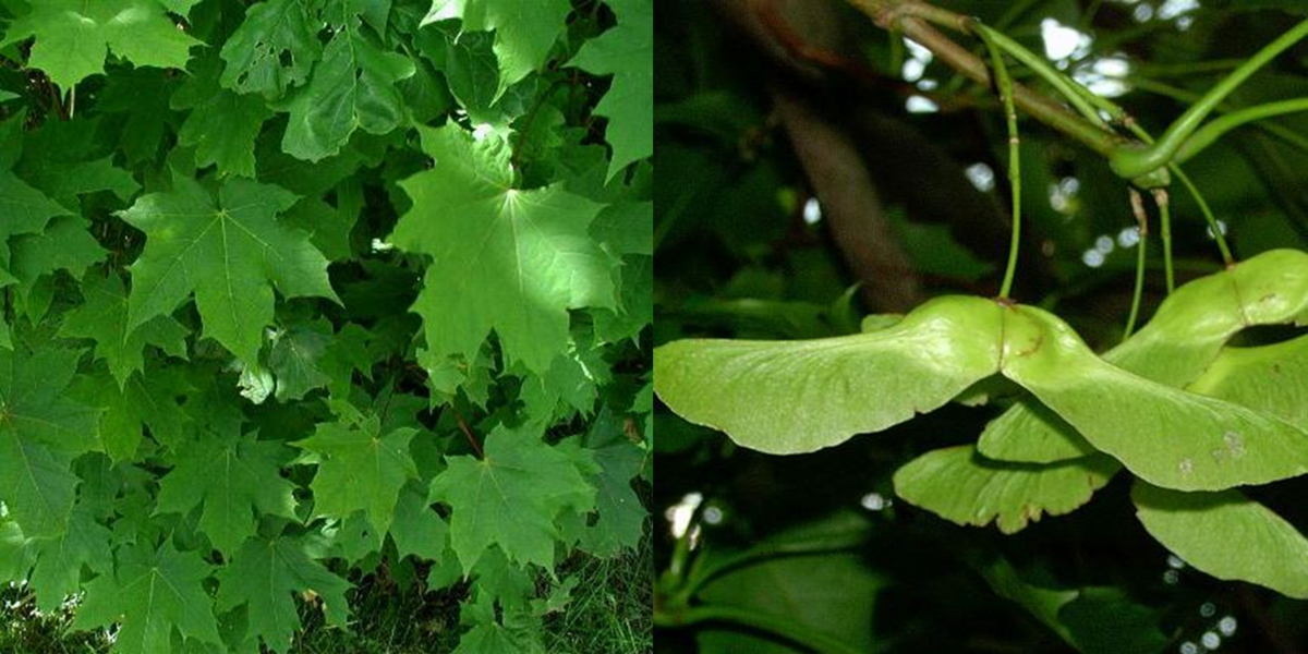 Une paire de cartes du memory des arbres représentant l'érable plane