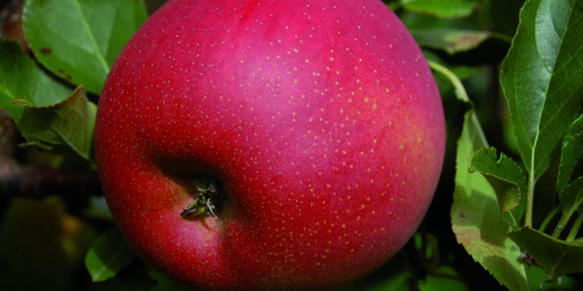 La pomme «Galiwa» est rouge, sucrée et résistante à la tavelure, un champignon qui s'attaque au pommier.