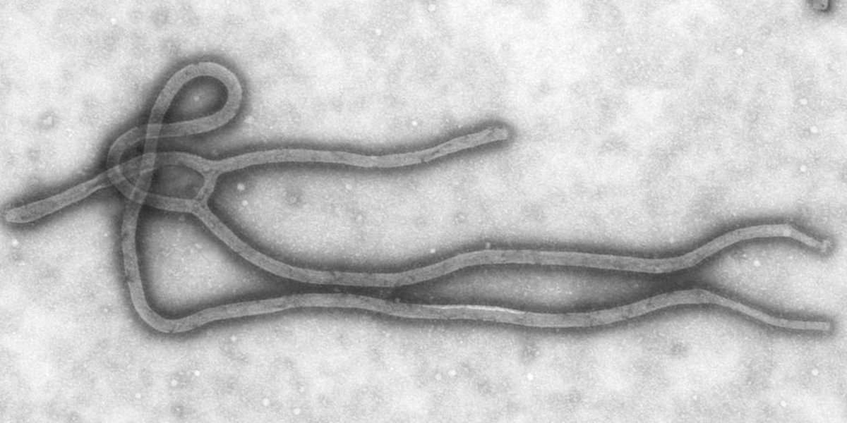 Ebolavirus