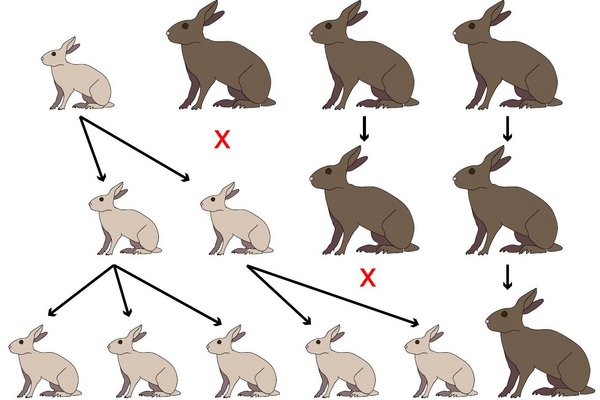 Illustration: Über zwei Generationen haben die kleinen, hellen Hasen mehr Nachkommen als die grossen, dunklen