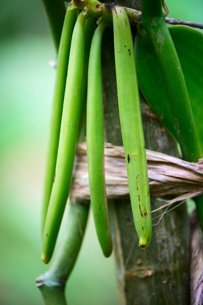 Gousses vertes de vanille sur l'orchidée qui les produit